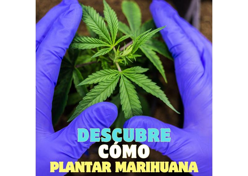 cómo plantar marihuana