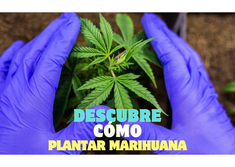 cómo plantar marihuana