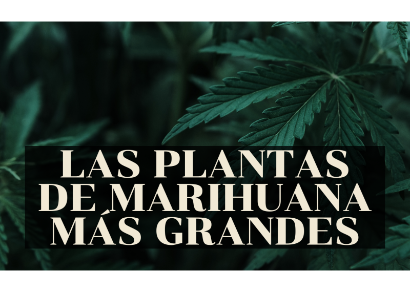 ¿Cuáles son las plantas de marihuana más grandes?
