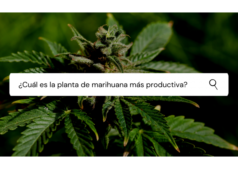 cual es la planta de marihuana mas productiva