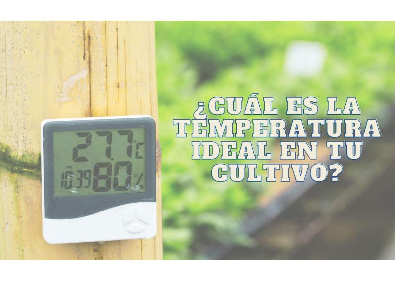 Cultivo interior: cómo regular la temperatura y la humedad