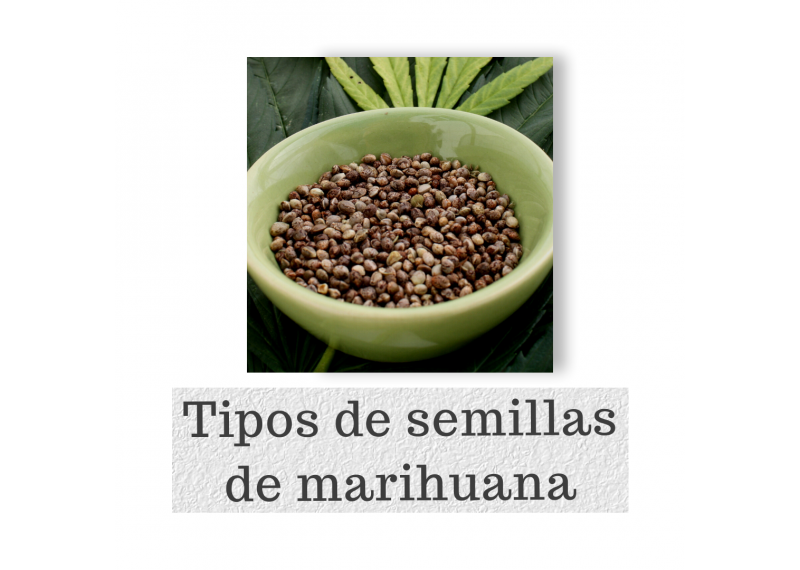 Tipos de semillas de marihuana