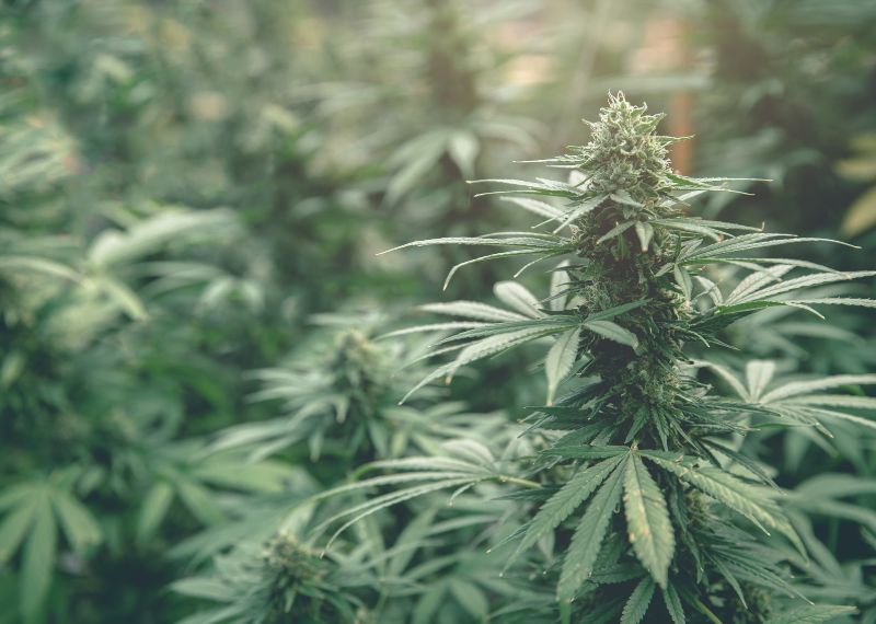 Top 10 autoflorecientes más productivas