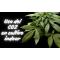 Uso del CO2 en cultivo indoor