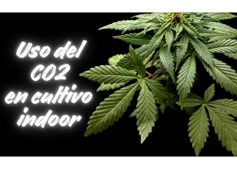 Uso del CO2 en cultivo indoor