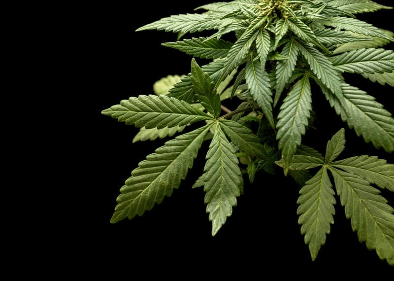 Uso del CO2 en cultivo indoor