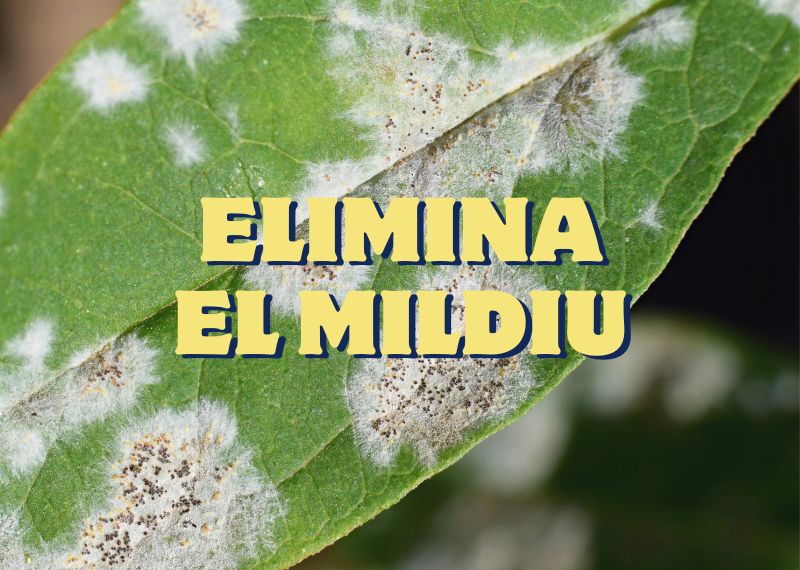 Elimina el Mildiu de tu cultivo