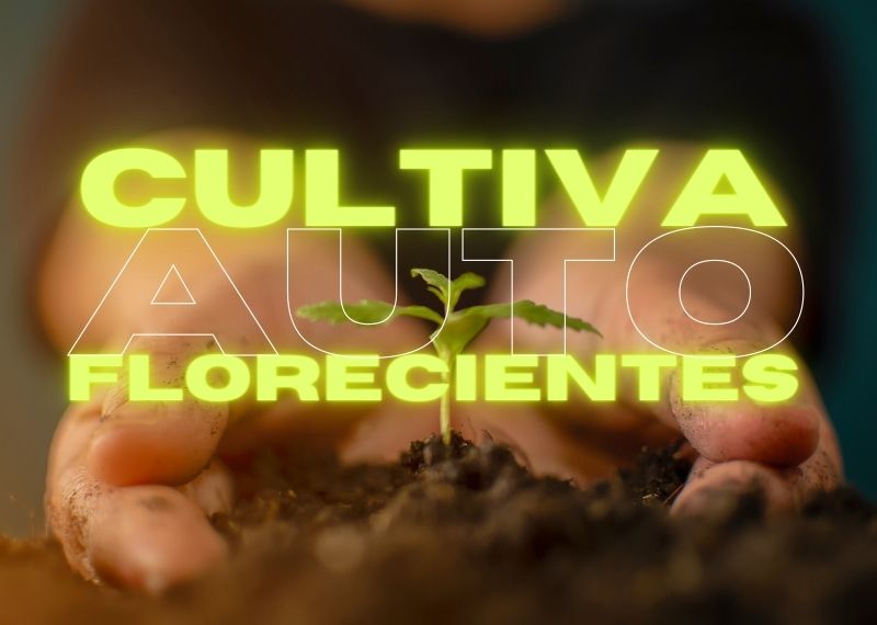 Cómo Cultivar autoflorecientes