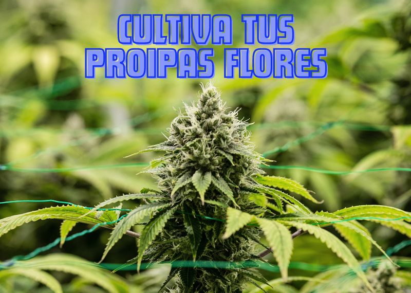 Cultiva tus propias flores