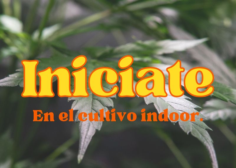 Iniciate en el cultivo indoor