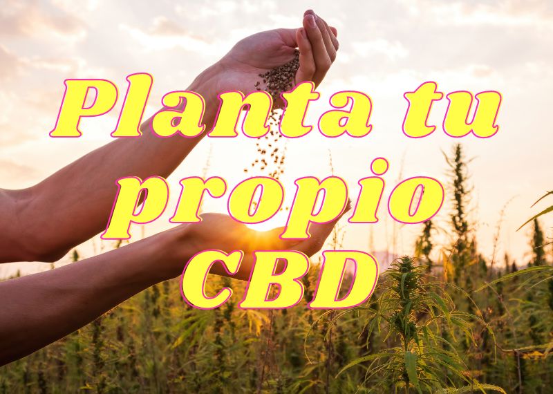 Planta tu propio CBD