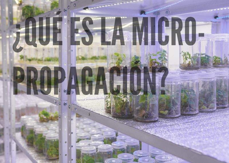 Qué es la micropropagación