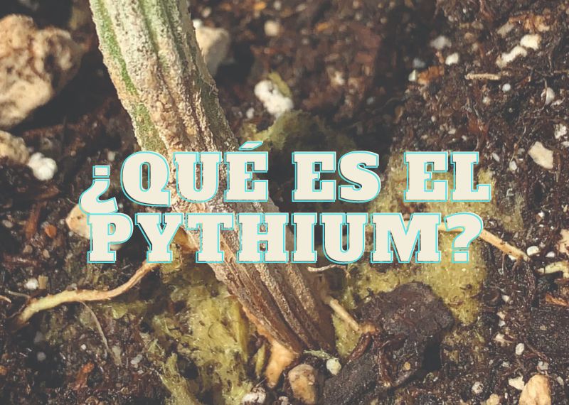 Qué es el Pyhtium