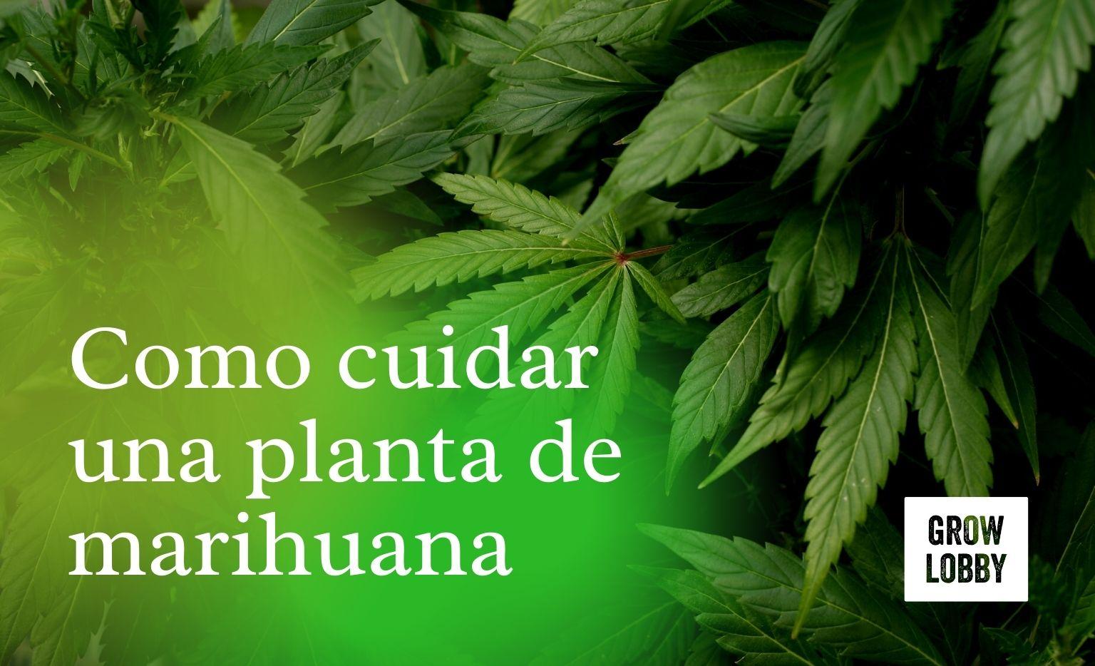 17 plantas de marihuanas finlagallino