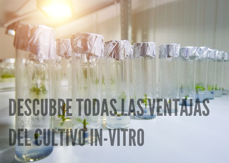 Ventajas cultivo in-vitro