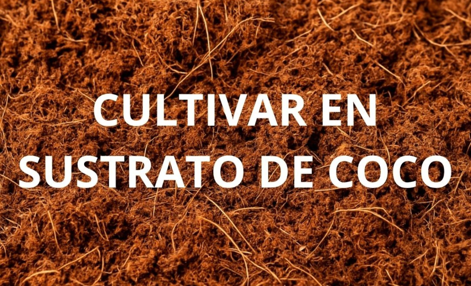 Cultivar marihuana en coco