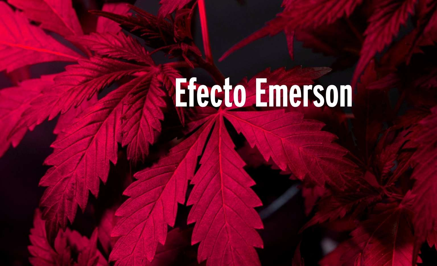 ¿Qué es el efecto Emerson?