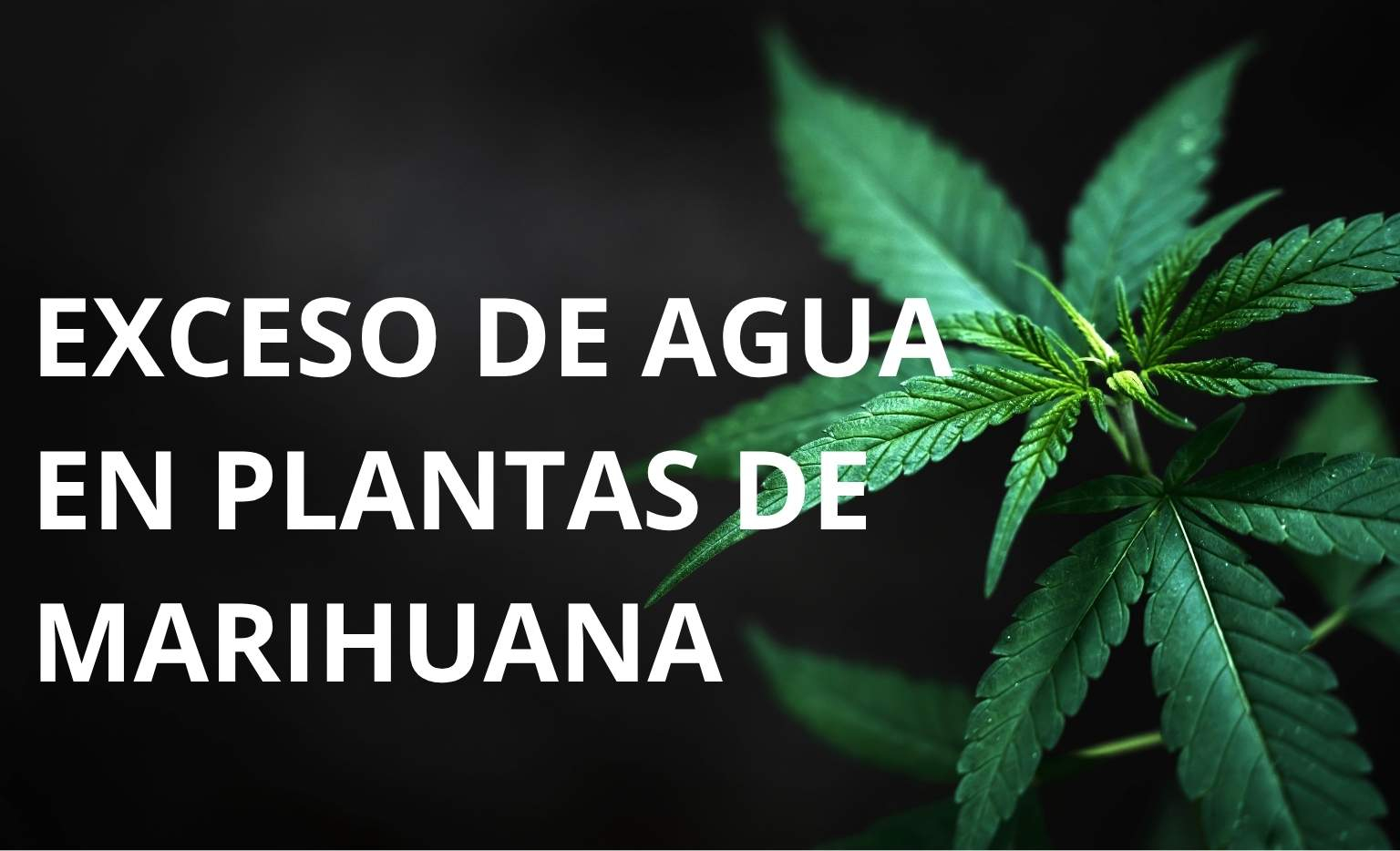 Exceso de agua plantas