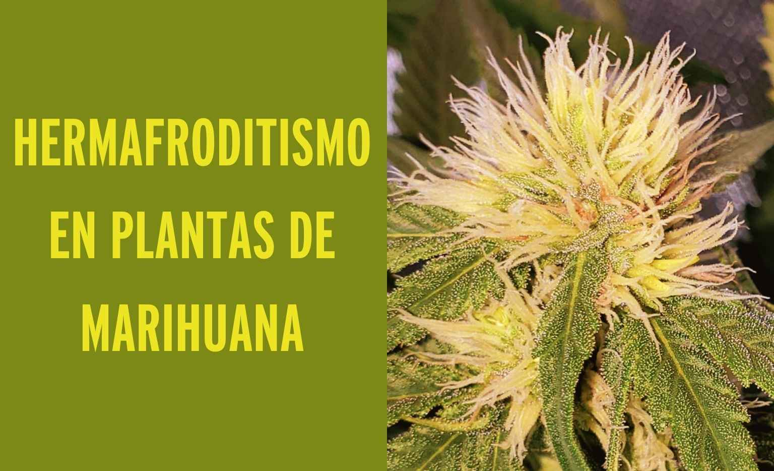 Hermafroditismo en Plantas de Marihuana