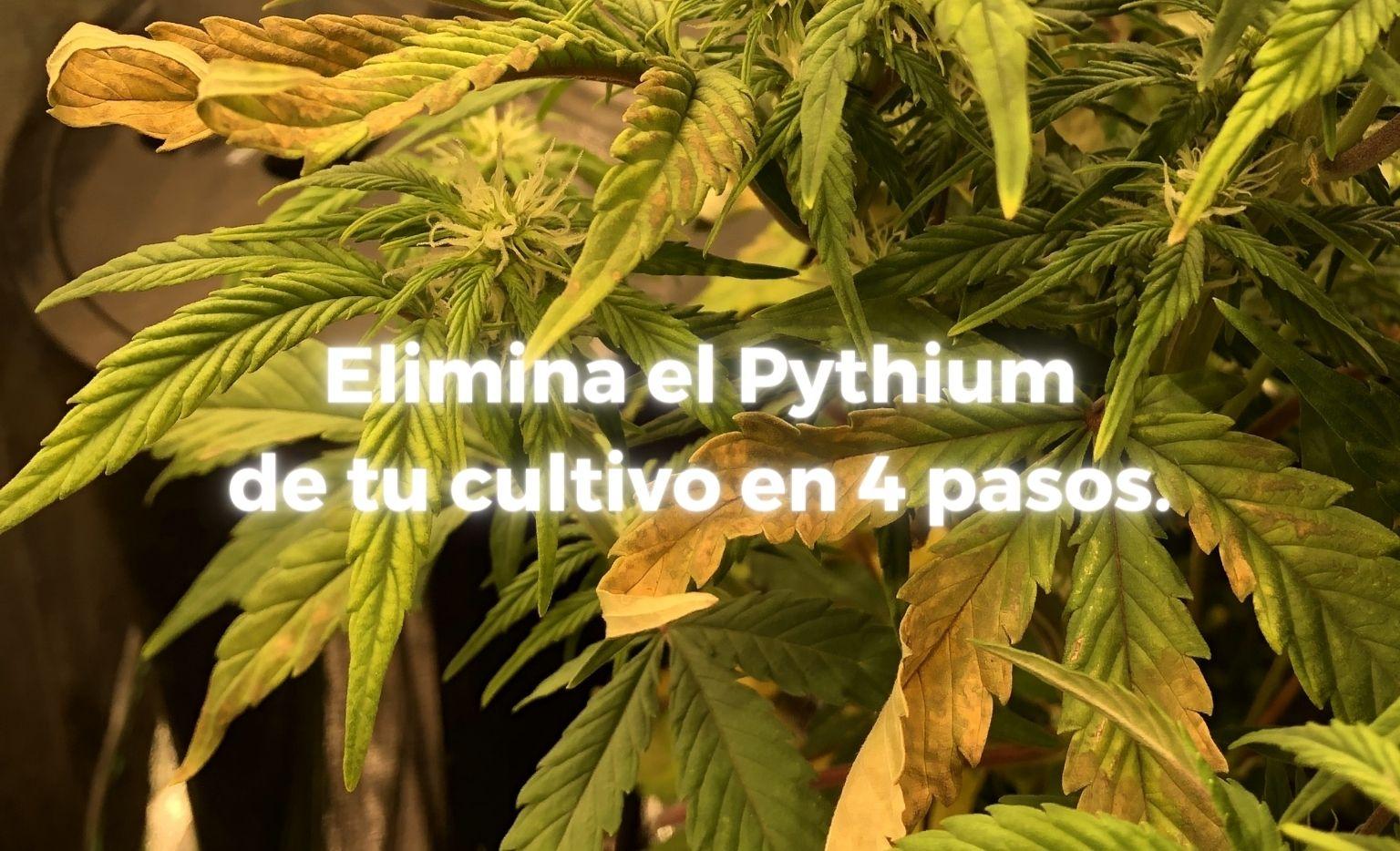 Cómo combatir el Pythium