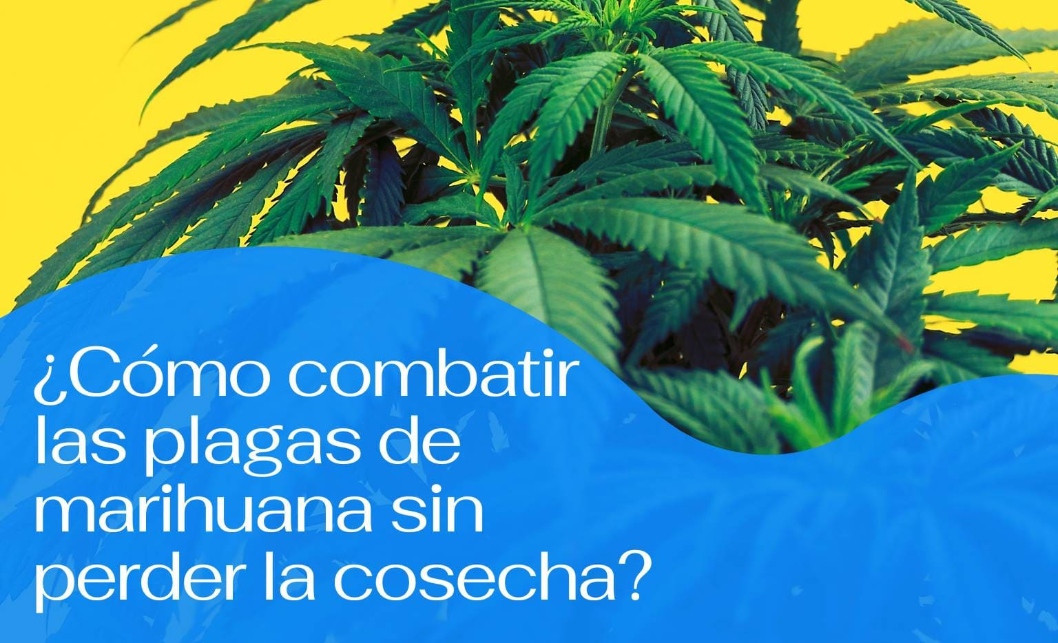Como combatir plagas de marihuana