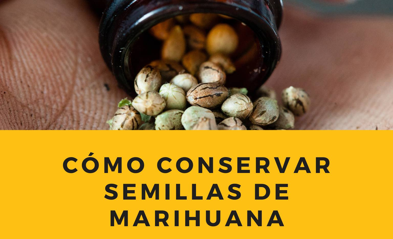 Como conservar semillas de marihuana