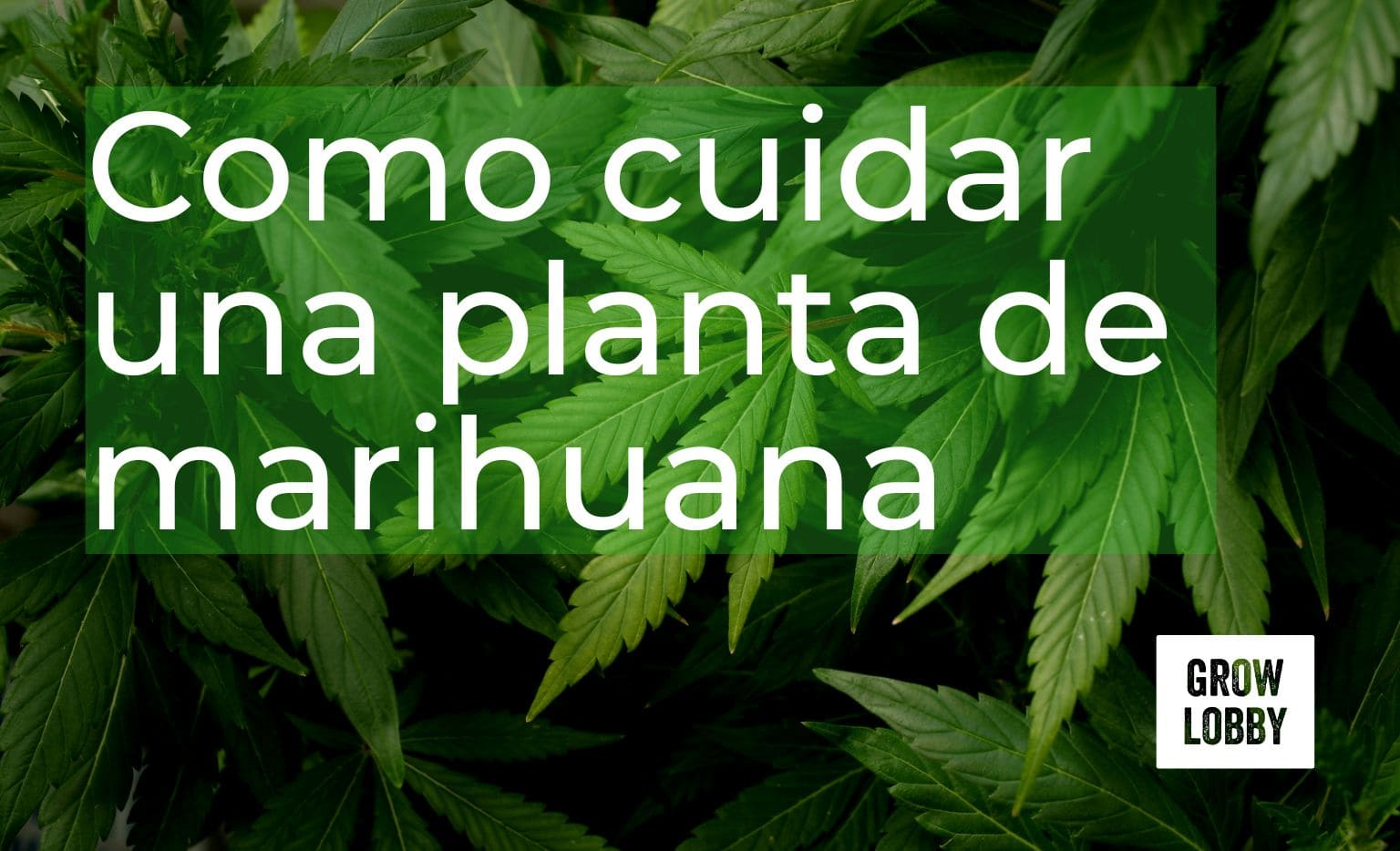 Como cuidar una planta de marihuana