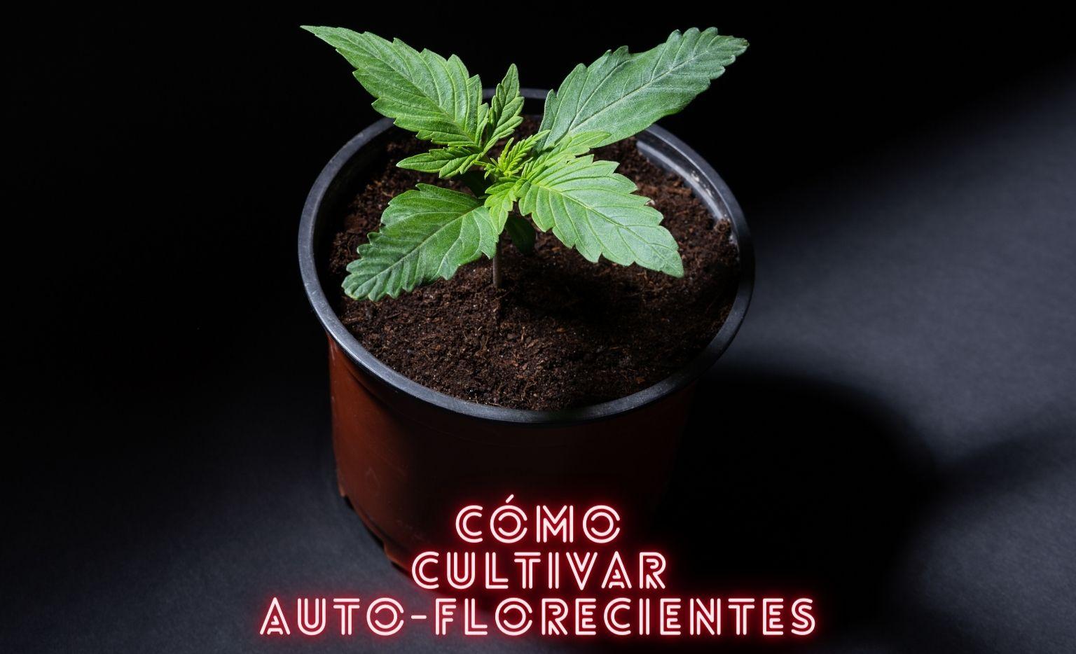 Cómo cultivar autoflorecientes
