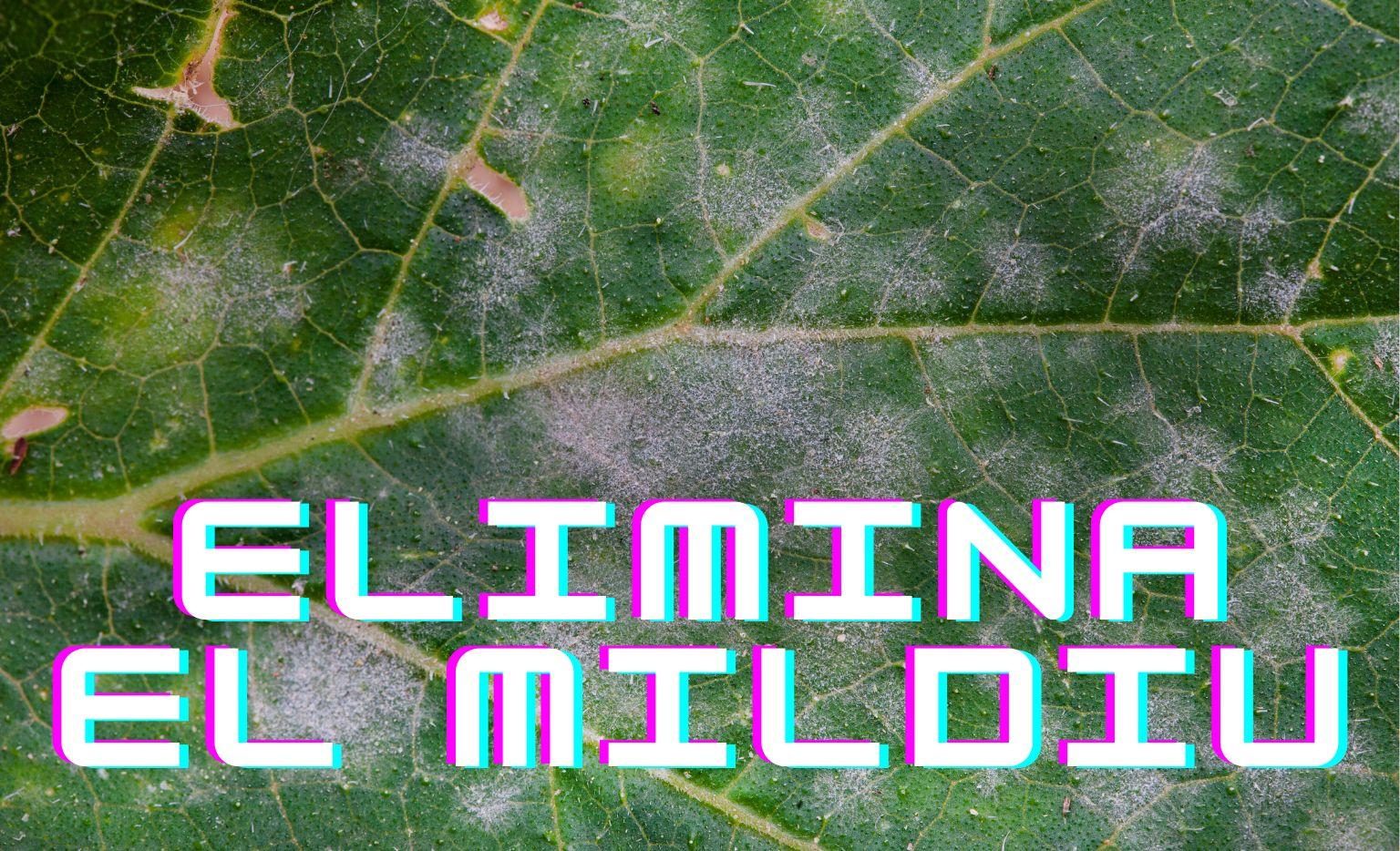 Cómo eliminar el Mildiu