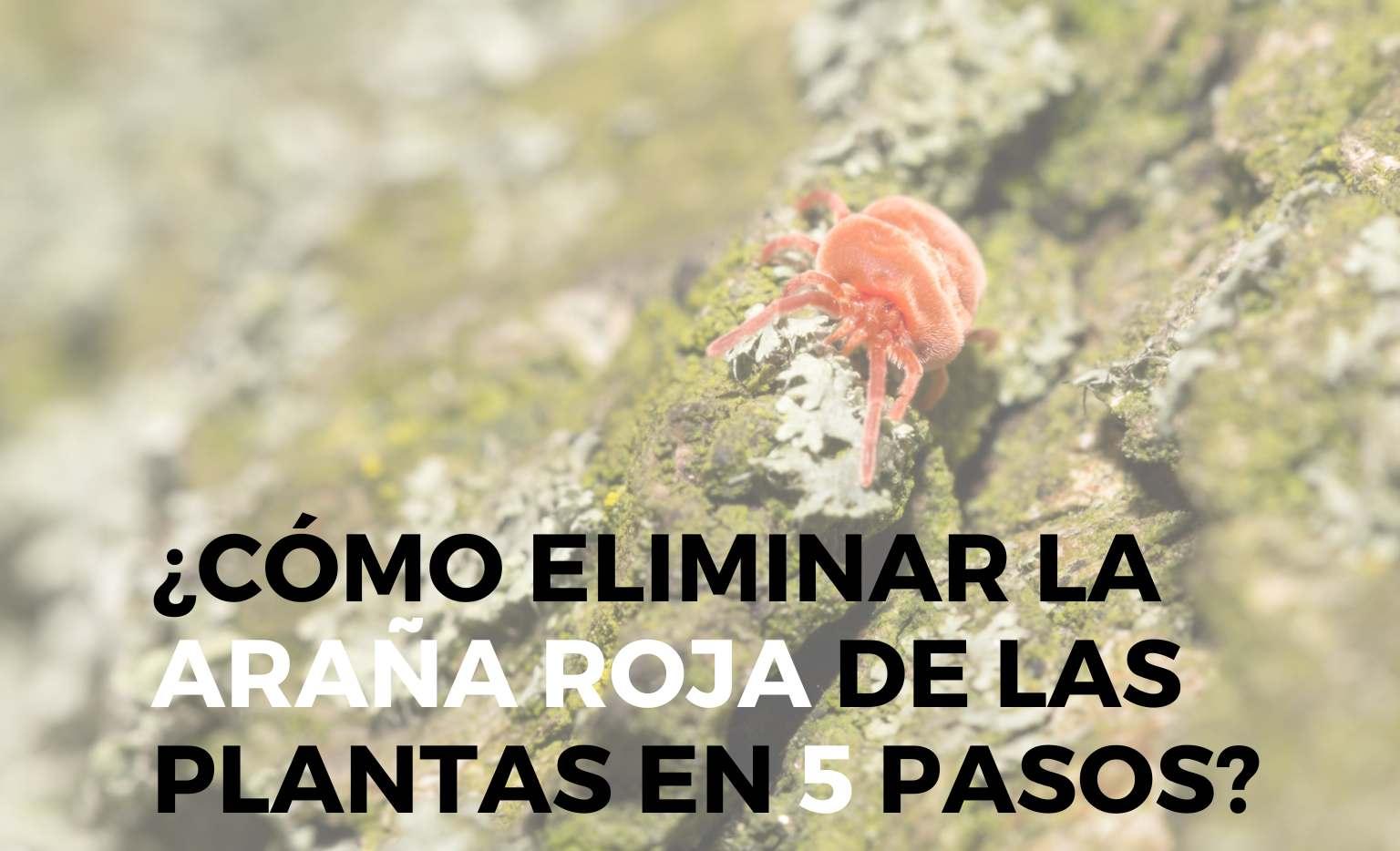 Cómo Eliminar la Araña Roja de las Plantas en 5 Pasos