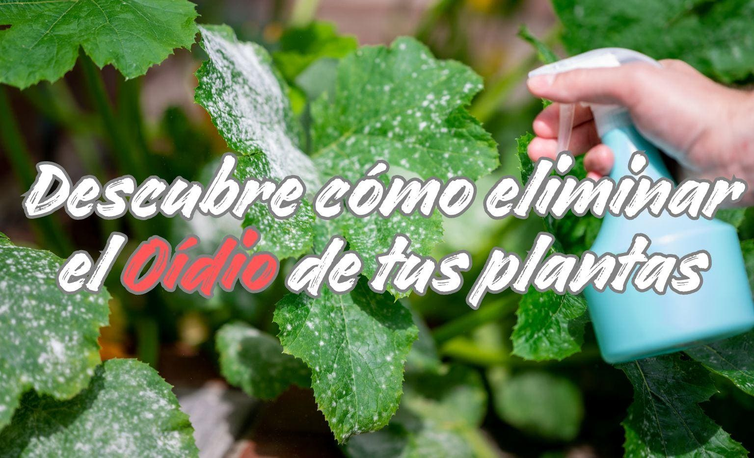 Cómo combatir el Oidio