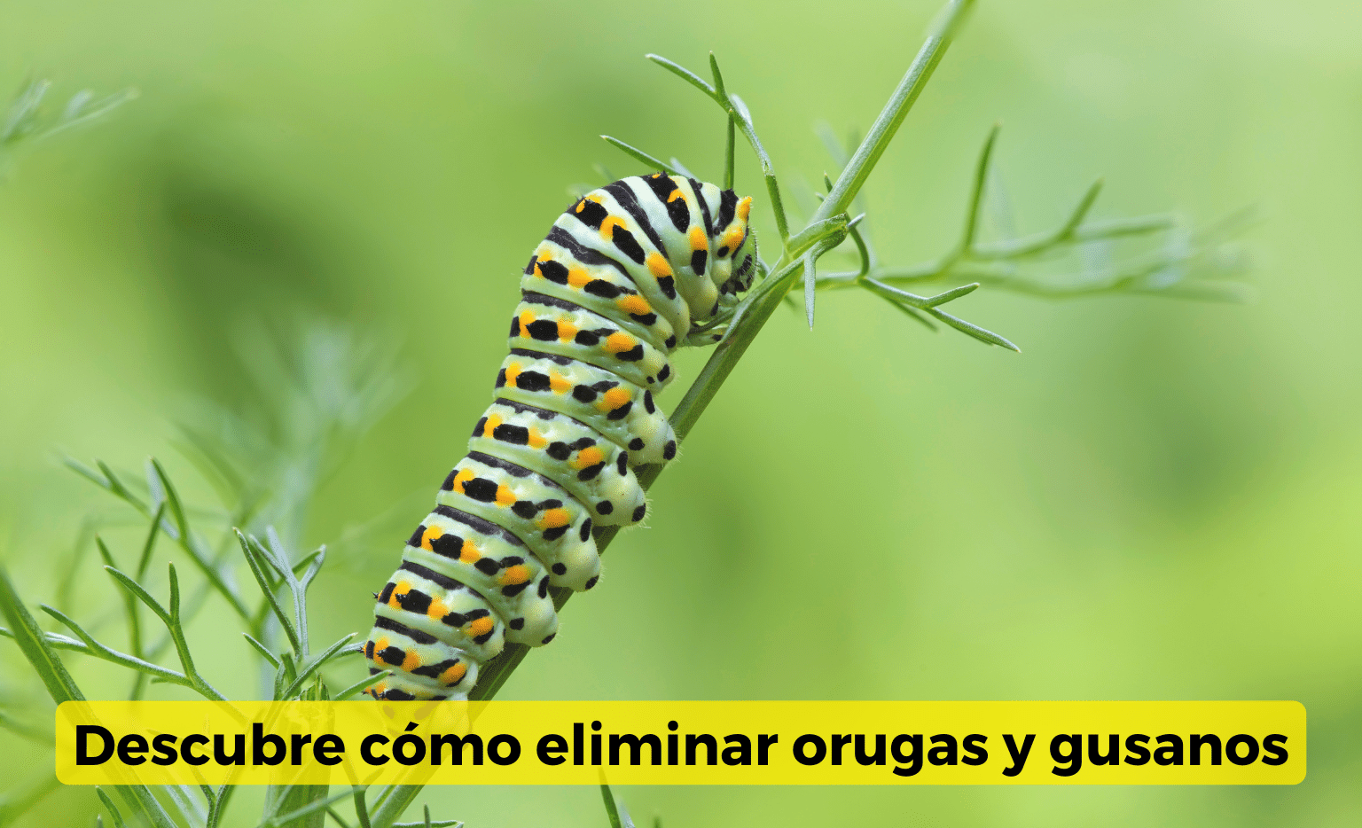 Cómo eliminar orugas y gusanos