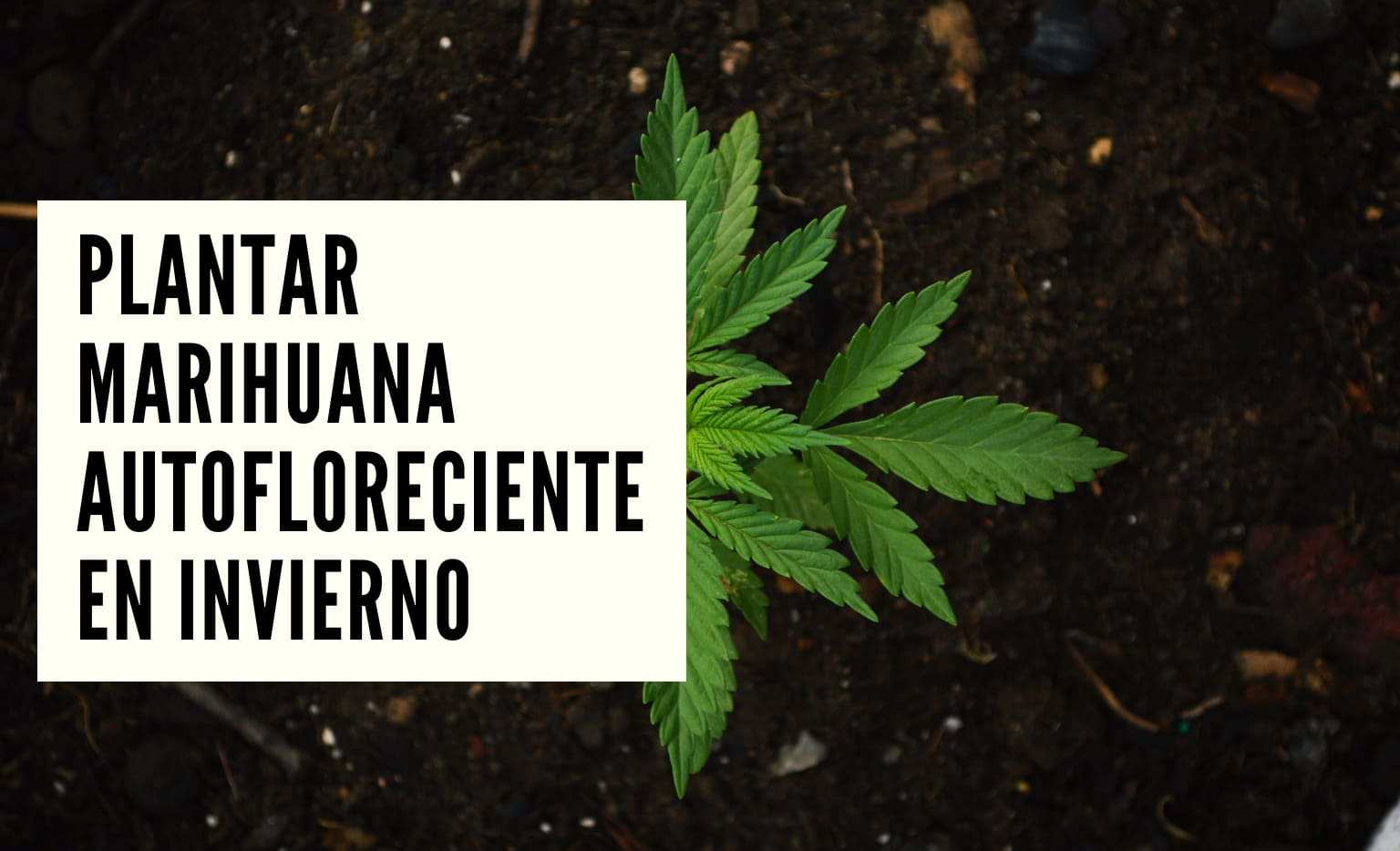 Plantar marihuana autofloreciente en invierno