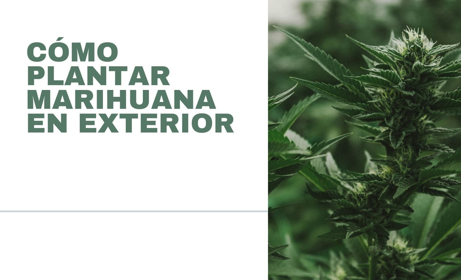 Como plantar marihuana en exterior