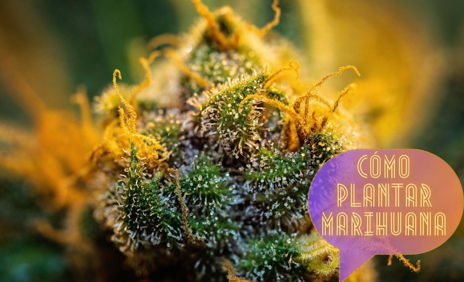¿Cómo plantar marihuana?