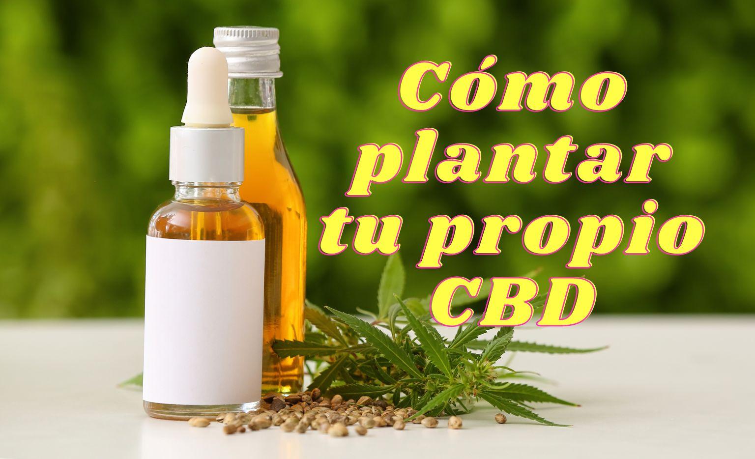 Cómo plantar y cultivar CBD