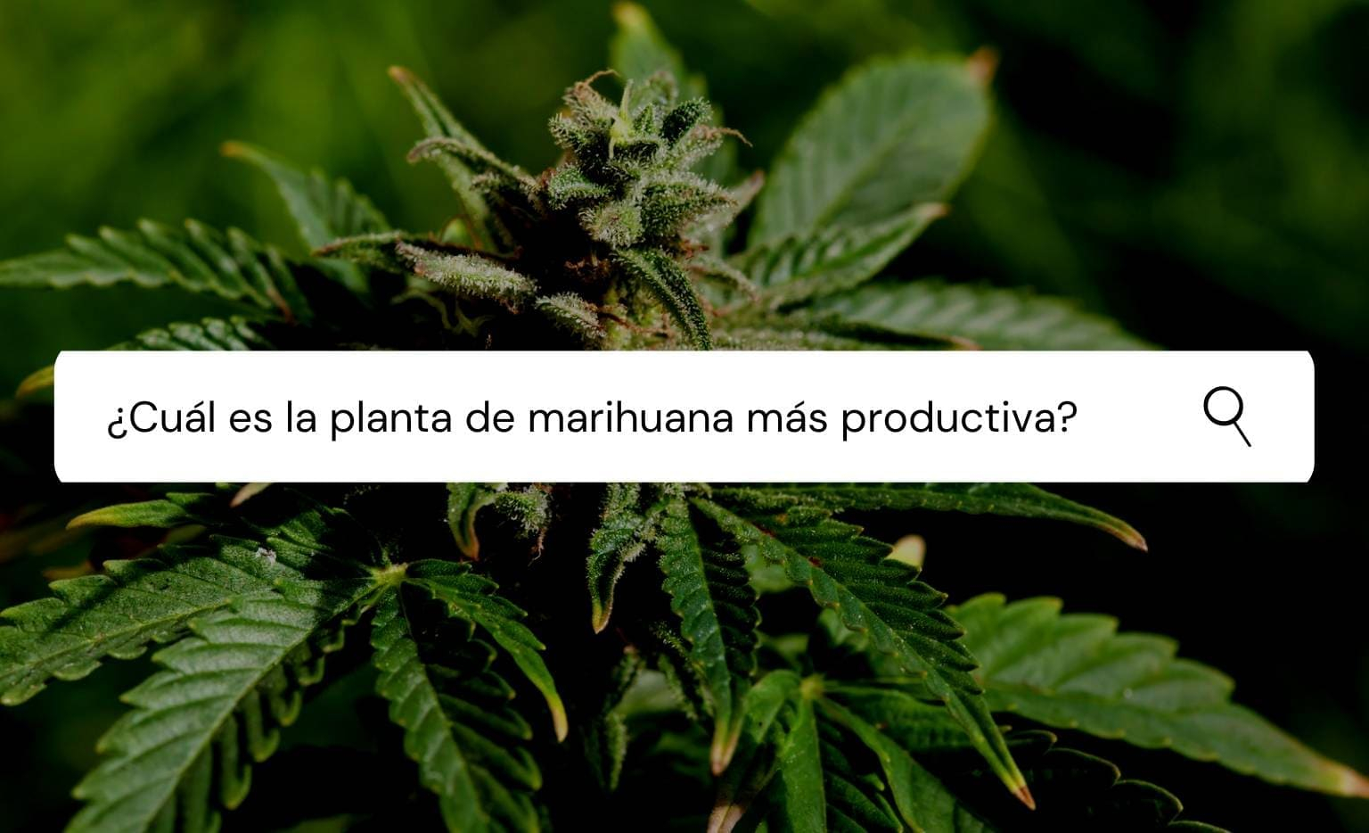 cual es la planta de marihuana mas productiva