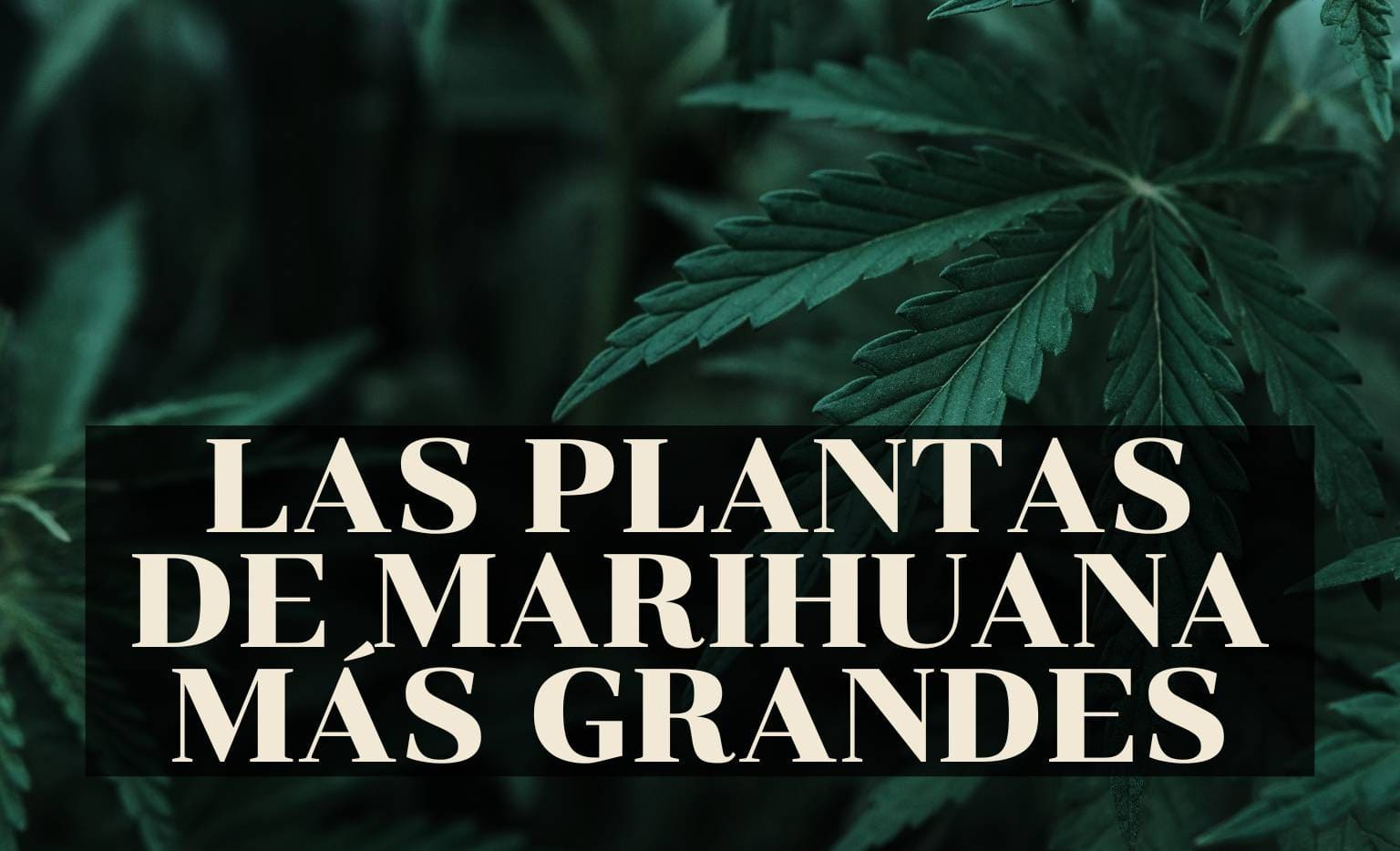 las plantas de marihuana más grandes