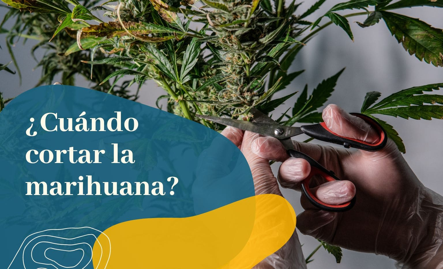 Cuando cortar la marihuana