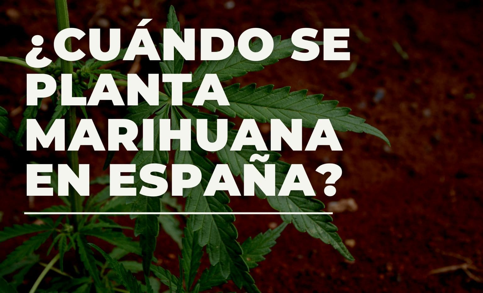 Cuando se planta marihuana en exterior en españa