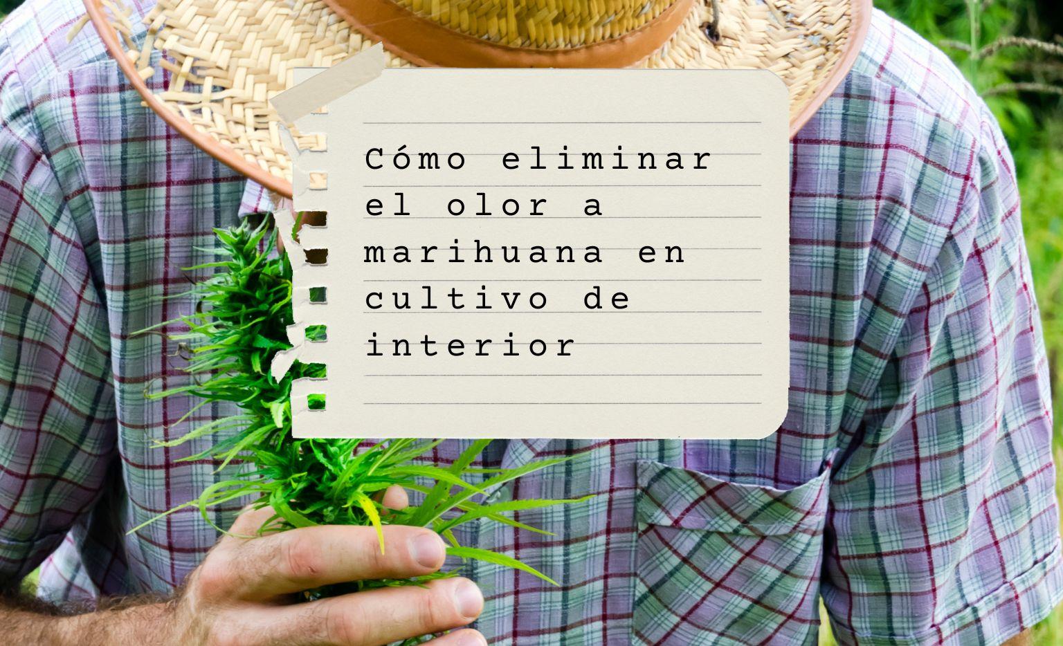 Cómo eliminar el olor a marihuana en cultivo interior