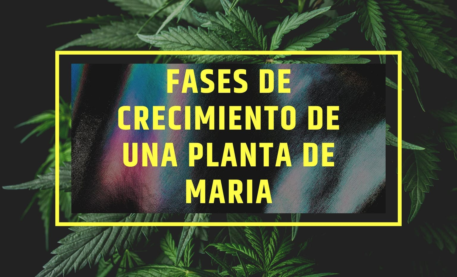 Fases de crecimiento marihuana