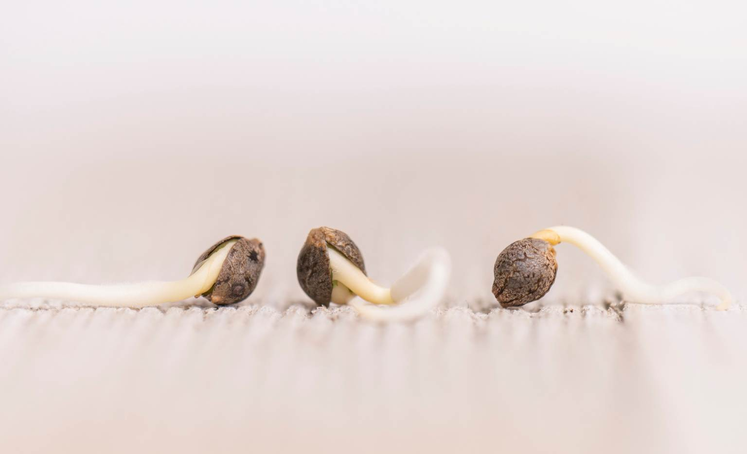 Como germinar semillas de marihuana