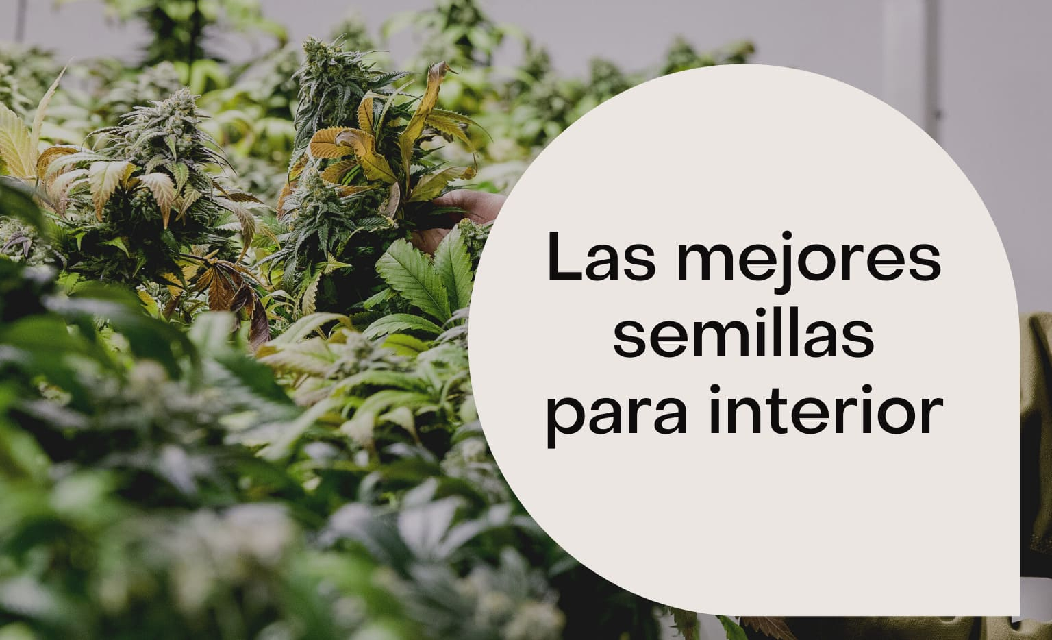 Las mejores semillas para interior