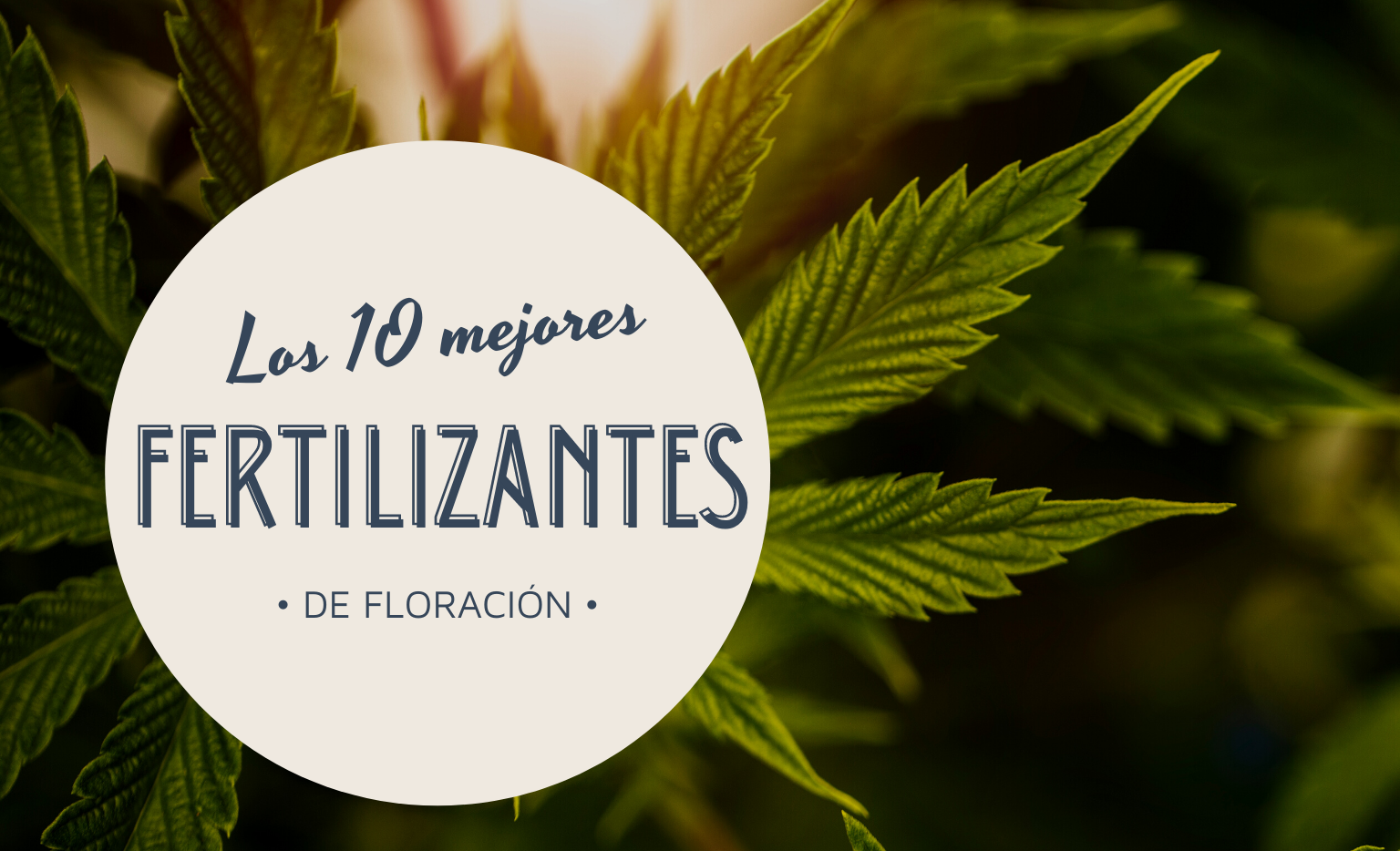 Los 10 mejores fertilizantes de floración