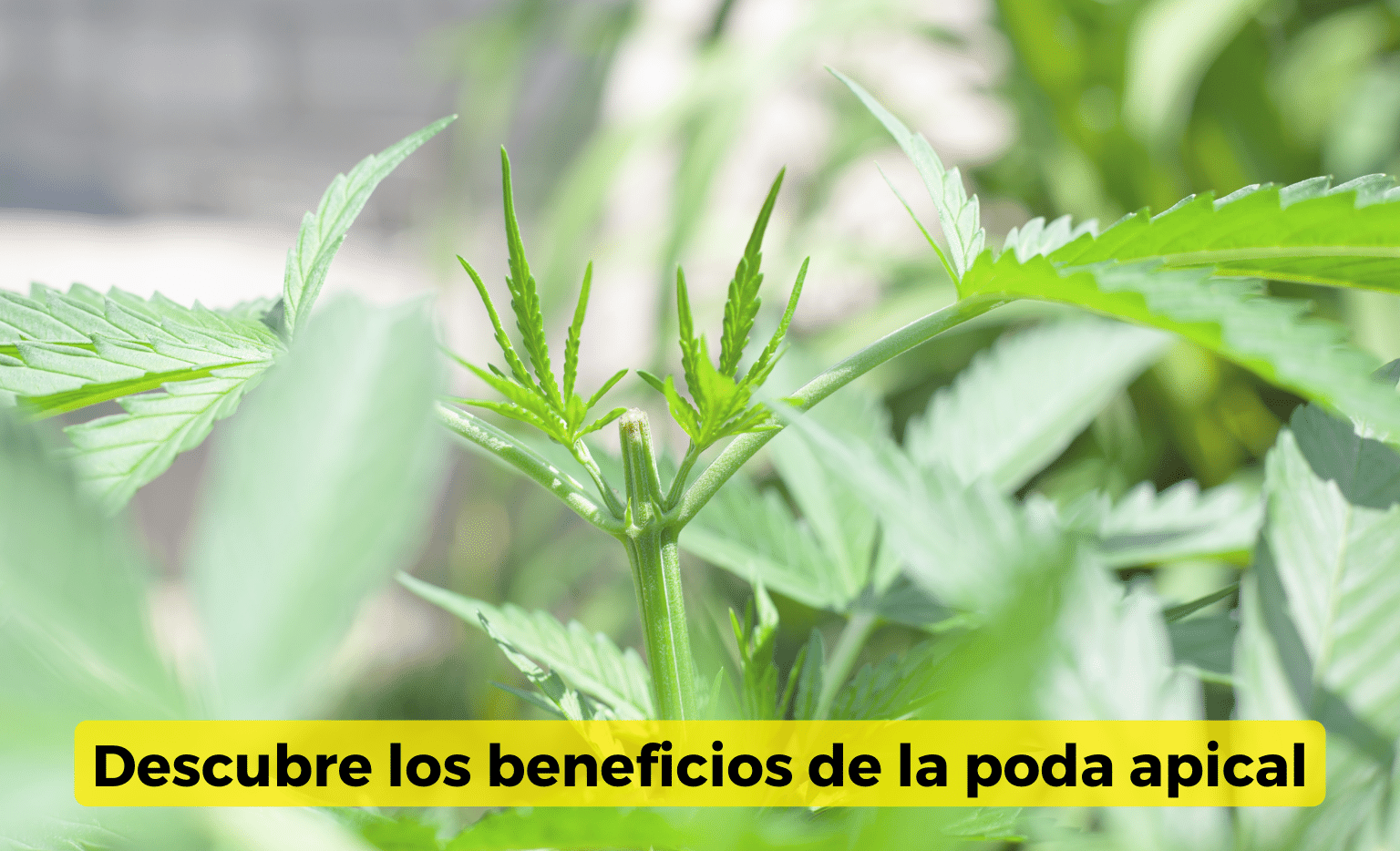 para qué sirve la poda apical