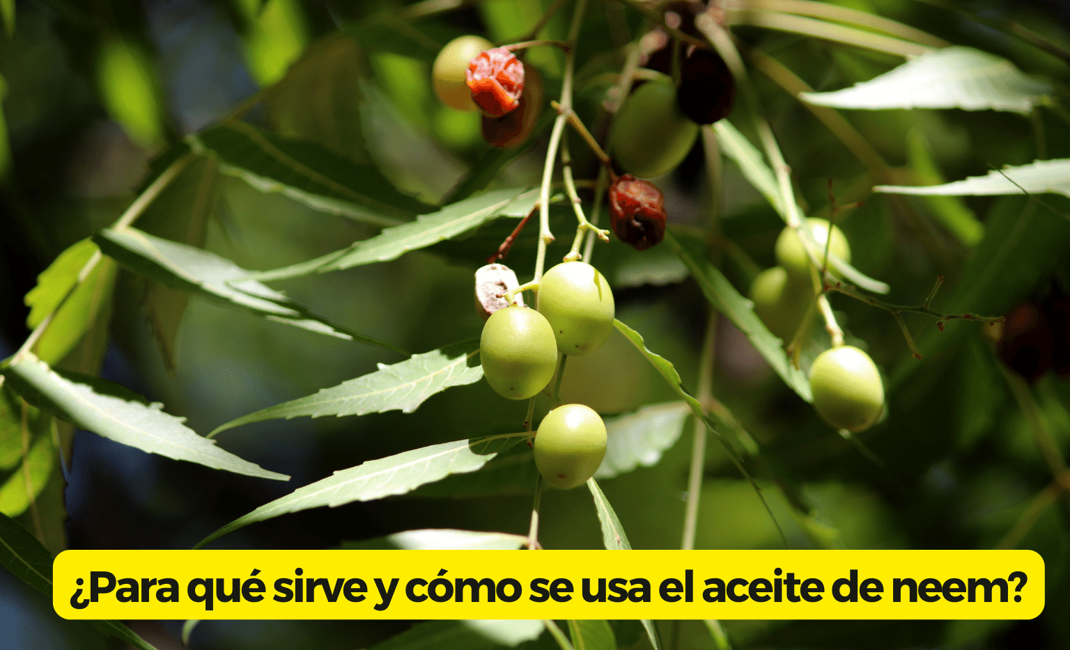 Propiedades aceite neem