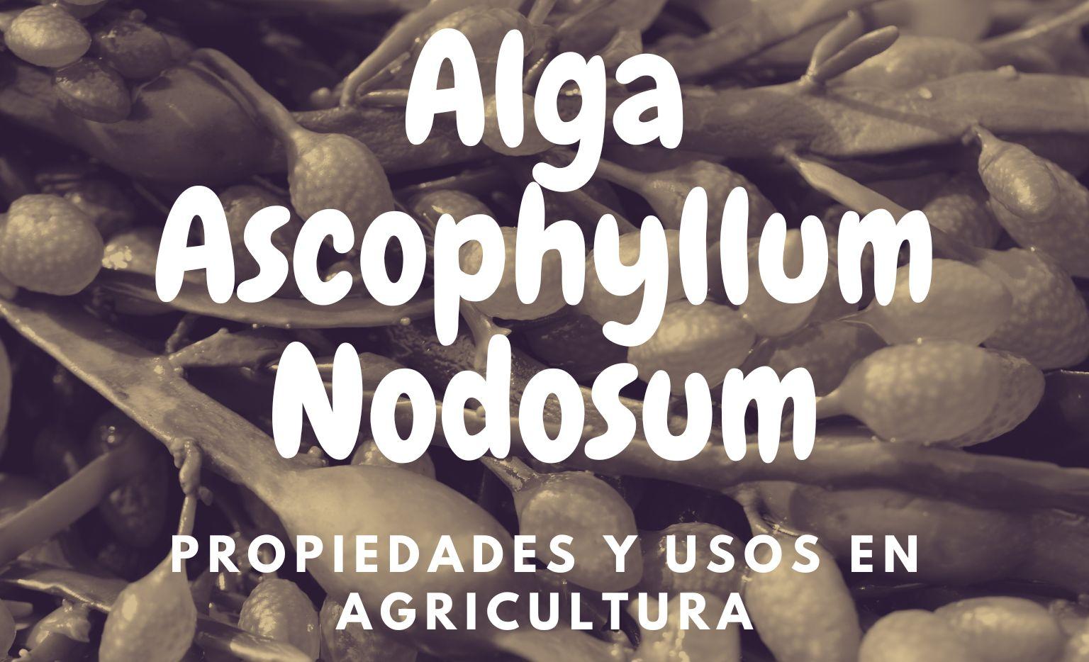 Propiedades y Usos en agricultura del alga Ascophyllum Nodosum