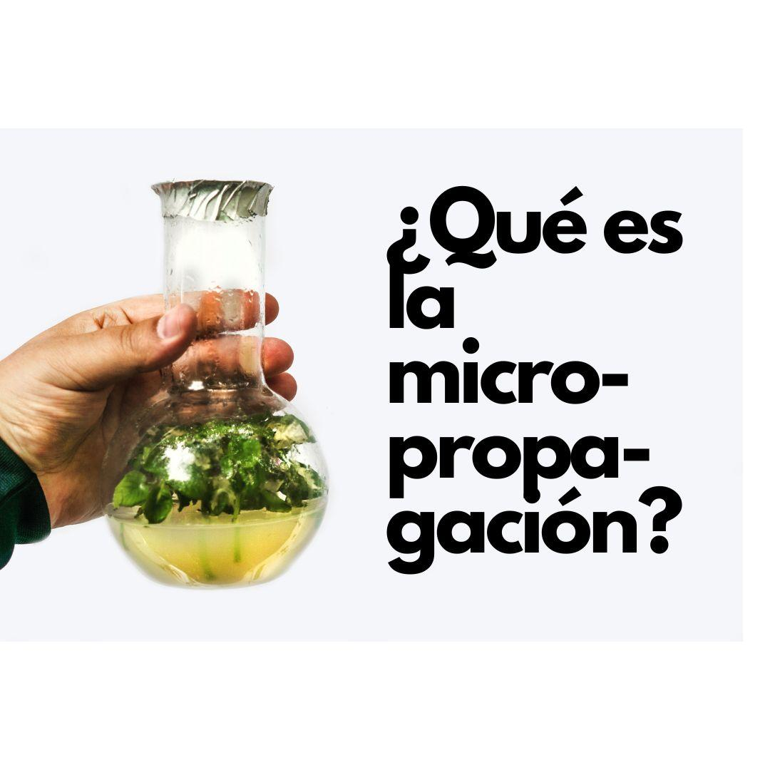 Qué es micro-propagación