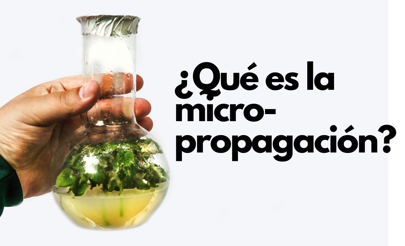 Qué es micro-propagación